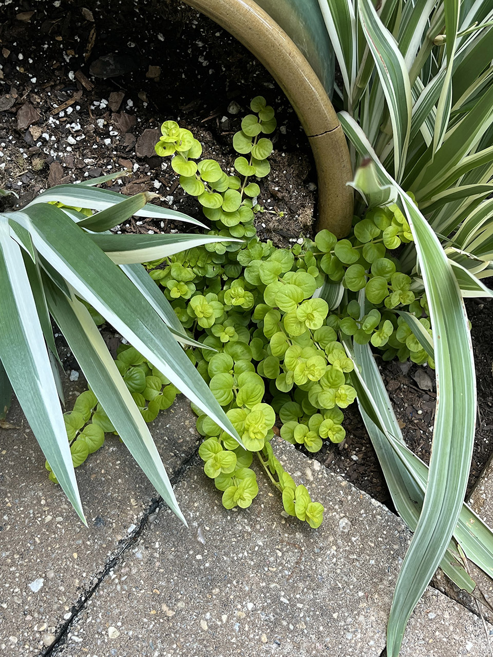 Green plants low to the ground.